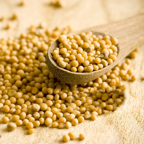 Mustard-Seeds-Web